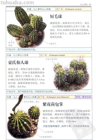 《多肉植物》03 - 图画吧TUHUABA