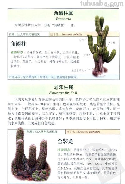 《多肉植物》03 - 图画吧TUHUABA