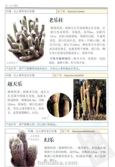 《多肉植物》03 - 图画吧TUHUABA
