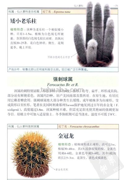 《多肉植物》03 - 图画吧TUHUABA