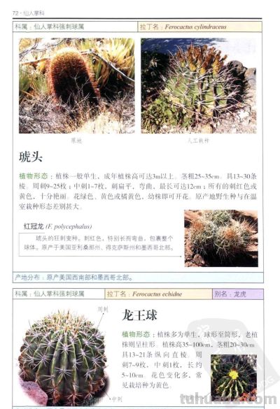 《多肉植物》03 - 图画吧TUHUABA