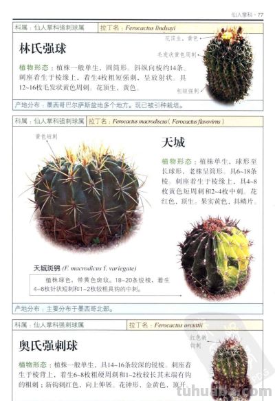《多肉植物》03 - 图画吧TUHUABA