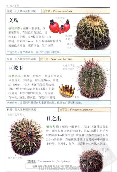 《多肉植物》03 - 图画吧TUHUABA