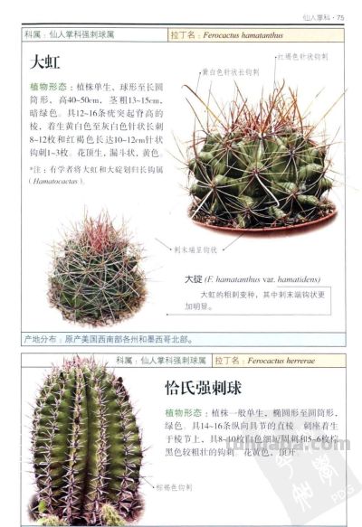 《多肉植物》03 - 图画吧TUHUABA