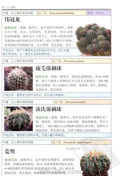《多肉植物》03 - 图画吧TUHUABA