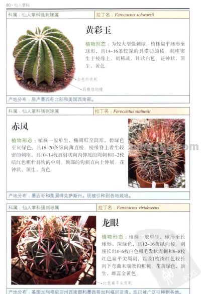 《多肉植物》03 - 图画吧TUHUABA