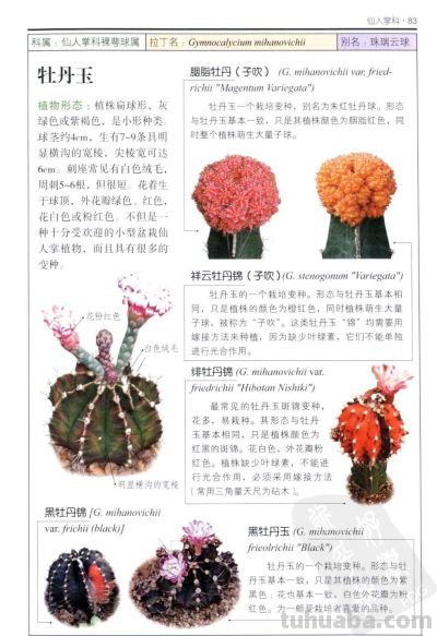 《多肉植物》03 - 图画吧TUHUABA