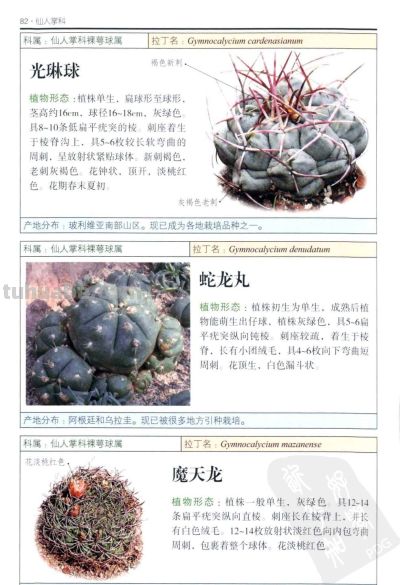 《多肉植物》03 - 图画吧TUHUABA