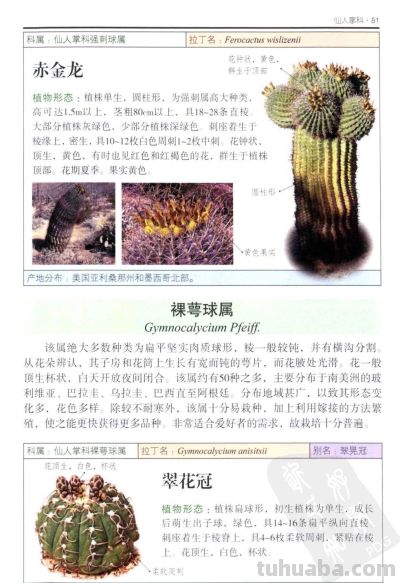 《多肉植物》03 - 图画吧TUHUABA