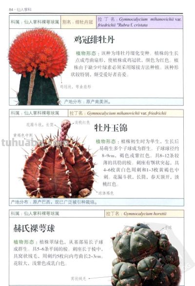 《多肉植物》03 - 图画吧TUHUABA