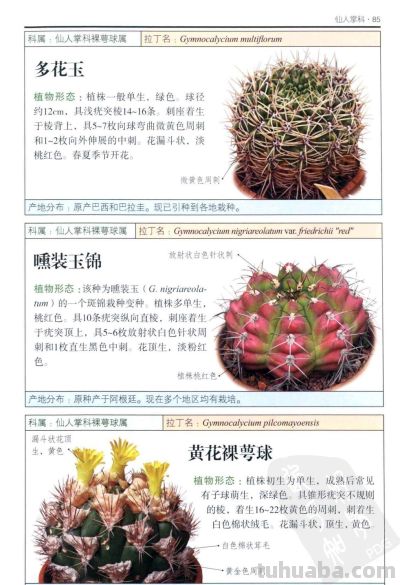 《多肉植物》03 - 图画吧TUHUABA