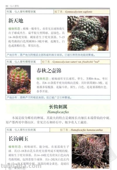 《多肉植物》03 - 图画吧TUHUABA