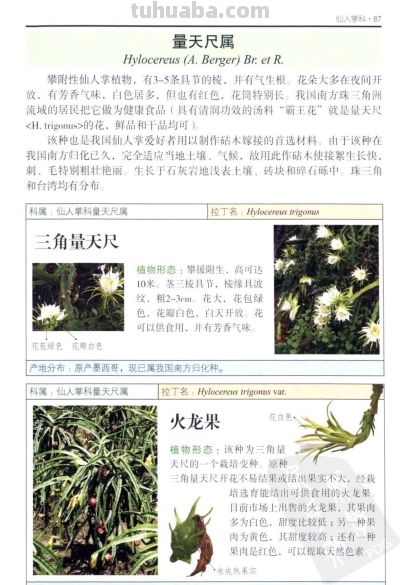 《多肉植物》03 - 图画吧TUHUABA