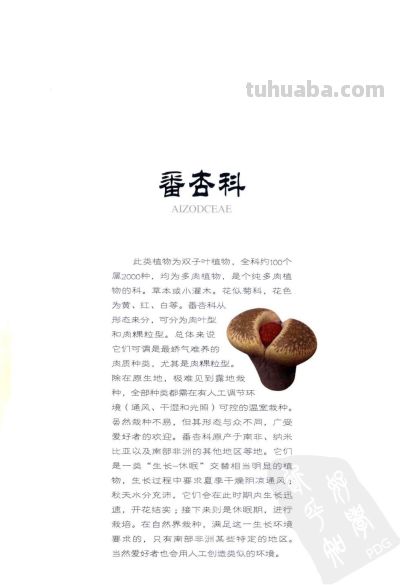 《多肉植物》02 - 图画吧TUHUABA