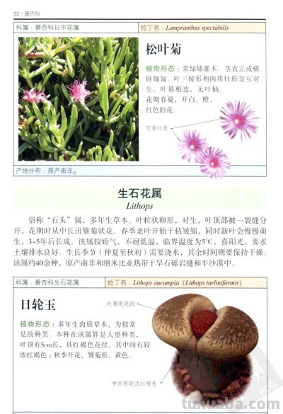 《多肉植物》02 - 图画吧TUHUABA