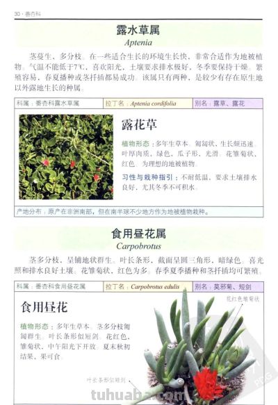 《多肉植物》02 - 图画吧TUHUABA