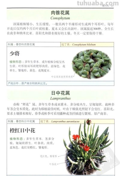 《多肉植物》02 - 图画吧TUHUABA