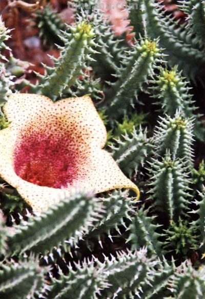 《多肉植物》02 - 图画吧TUHUABA