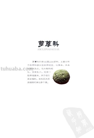 《多肉植物》02 - 图画吧TUHUABA