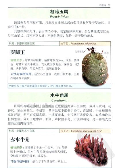 《多肉植物》02 - 图画吧TUHUABA