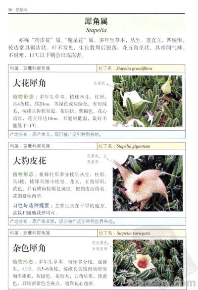 《多肉植物》02 - 图画吧TUHUABA