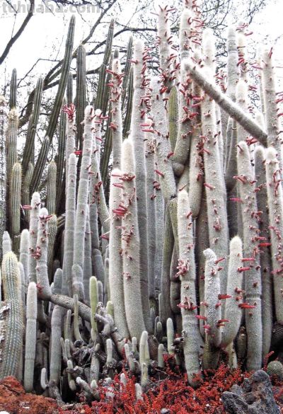 《多肉植物》02 - 图画吧TUHUABA