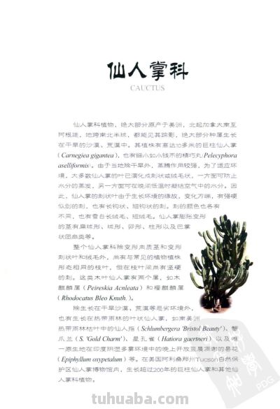 《多肉植物》02 - 图画吧TUHUABA