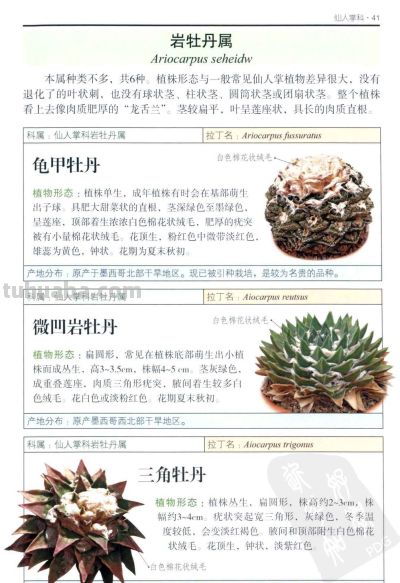 《多肉植物》02 - 图画吧TUHUABA