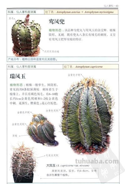 《多肉植物》02 - 图画吧TUHUABA