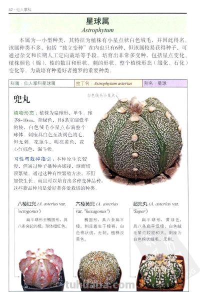 《多肉植物》02 - 图画吧TUHUABA