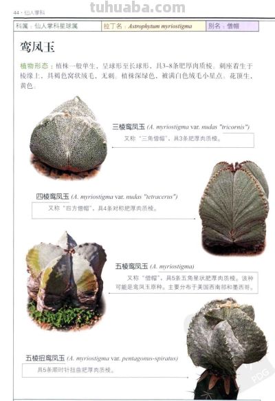 《多肉植物》02 - 图画吧TUHUABA