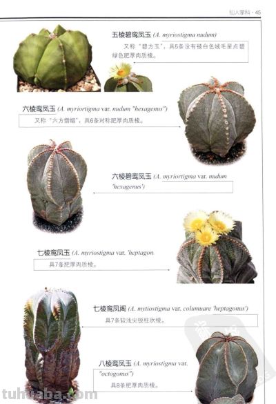 《多肉植物》02 - 图画吧TUHUABA