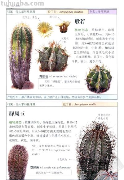 《多肉植物》02 - 图画吧TUHUABA