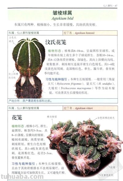 《多肉植物》02 - 图画吧TUHUABA
