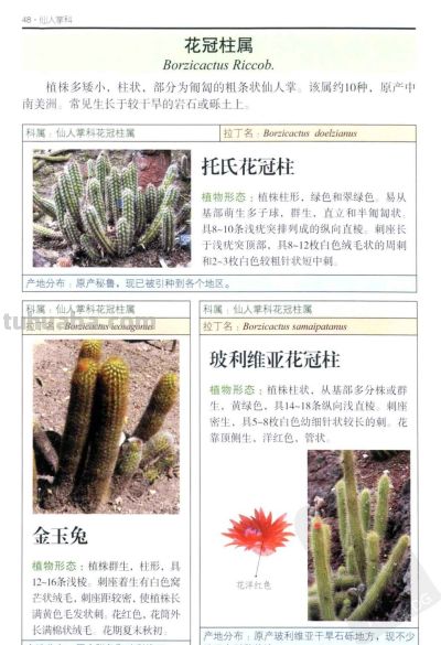 《多肉植物》02 - 图画吧TUHUABA