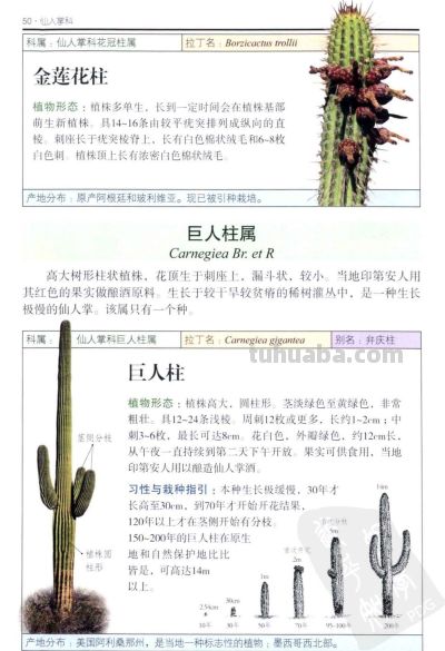 《多肉植物》02 - 图画吧TUHUABA