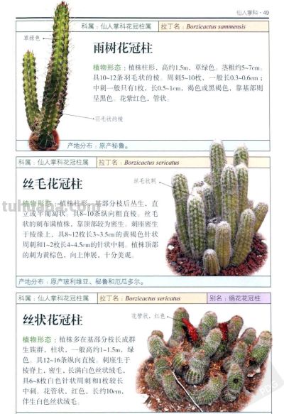 《多肉植物》02 - 图画吧TUHUABA