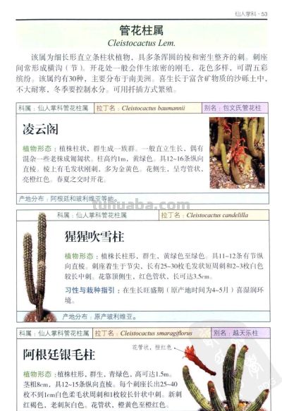 《多肉植物》02 - 图画吧TUHUABA