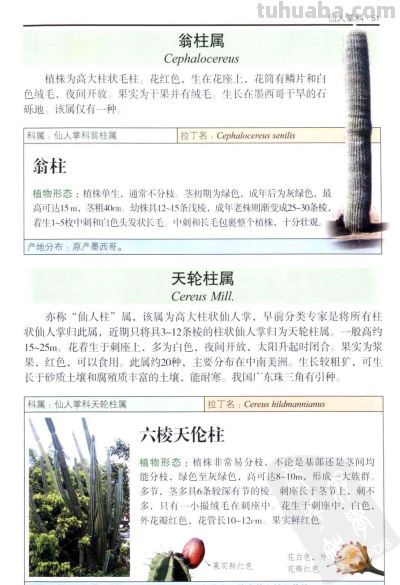 《多肉植物》02 - 图画吧TUHUABA