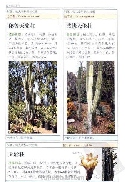 《多肉植物》02 - 图画吧TUHUABA