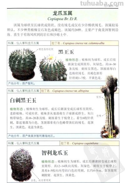 《多肉植物》02 - 图画吧TUHUABA