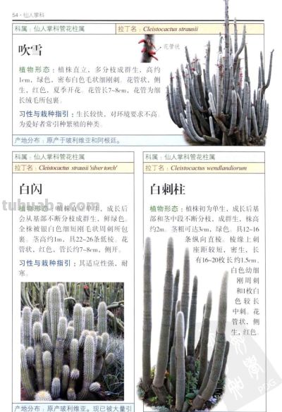 《多肉植物》02 - 图画吧TUHUABA