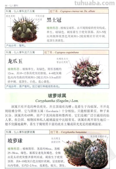 《多肉植物》02 - 图画吧TUHUABA