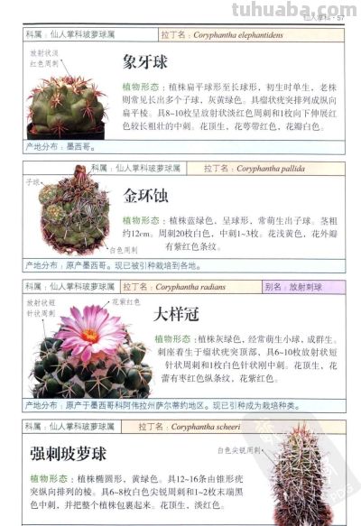 《多肉植物》02 - 图画吧TUHUABA