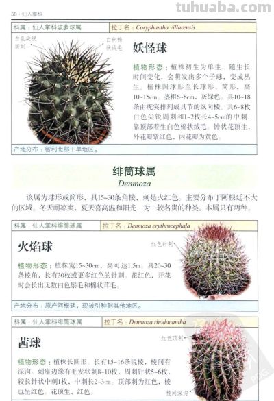 《多肉植物》02 - 图画吧TUHUABA