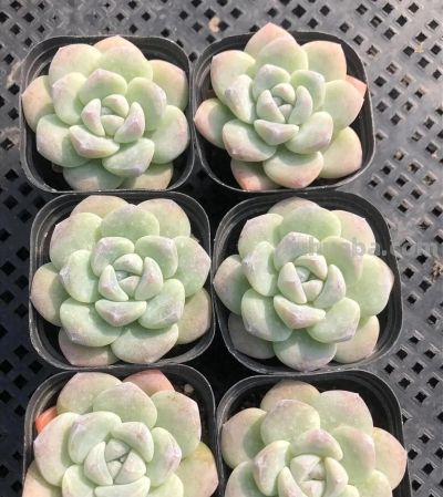 多肉的顶流是哪个品种？肯定是“冰玉”，大众都认可！ - 今日头条