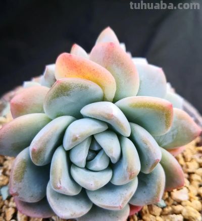 多肉的顶流是哪个品种？肯定是“冰玉”，大众都认可！ - 图画吧TUHUABA