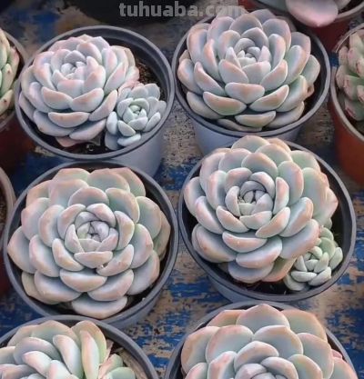 多肉的顶流是哪个品种？肯定是“冰玉”，大众都认可！ - 图画吧TUHUABA