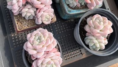 多肉的顶流是哪个品种？肯定是“冰玉”，大众都认可！ - 图画吧TUHUABA