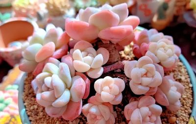 多肉的顶流是哪个品种？肯定是“冰玉”，大众都认可！ - 图画吧TUHUABA